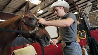 How to Give Your Horse Oral Paste Meds – StepbyStep Guide to Giving Your Horse Oral Medication [upl. by Kreager]