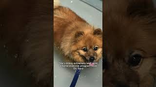 Senior Pomeranian doing hydrotherapy [upl. by Ythomit758]