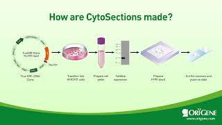 What are OriGene CytoSections [upl. by Alaine]