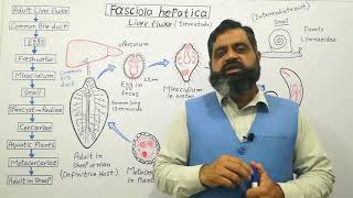 Class Trematoda English medium profmasoodfuzail Life cycle of Liver Fluke  Fasciola hepatica [upl. by Bran791]