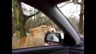 Lion attack at Knowsley Safari park [upl. by Htabazile]