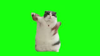 Cat Dancing to Wop  Green Screen [upl. by Ehgit]