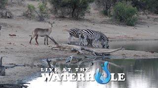 Live At The Waterhole  3 June 2024 [upl. by Cohlier]