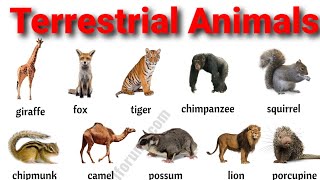 Terrestrial Animals [upl. by Nnylatsirk16]