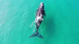 4K Ocean Views Keurboomstrand and Robberg Plettenberg Bay South Africa [upl. by Stanislaw]