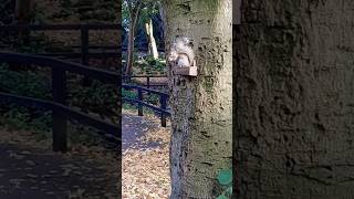 baby squirrel in the sunshine🌞🐿🌞 🌞🐿🌞squirrels squirrel [upl. by Carlene]