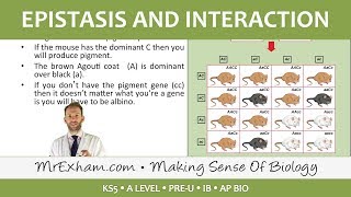 Inheritance Pt4  Epistasis and interaction  Post 16 Biology A Level PreU IB AP Bio [upl. by Lanrev]