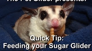 How to Feed a Sugar Glider Mealworms [upl. by Kilroy222]