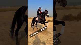 Horse Race Start Video🇵🇰 horse horsebeauty horsefan horseriding [upl. by Yleek237]