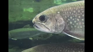 カワマス Brook trout Salvelinus fontinalis 山梨県立富士湧水の里水族館 Fuji Fresh water Aquarium [upl. by Wina]