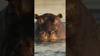 A Hippo’s Stand Lions Forced to Retreat from Waterhole [upl. by Ruffo]