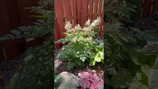 Goats beard Aruncus Diocicus garden gardening goatsbeard perennial ￼catherineshiddengarden [upl. by Sneed]