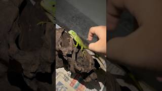 Hand feeding baby iguana 🦎 iguana guntakal shorts viralshort trending anantapur metoday070 [upl. by Lenard948]