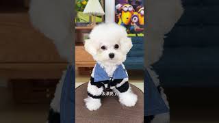 Striped shirt collar fleece all three colors look good arranged dog clothes pet clothes [upl. by Gardal737]