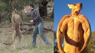 Man punches Kangaroo to save his Dog The Aftermath [upl. by Daniel]