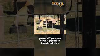 Ligre vs Tigre SHORTS [upl. by Ayyn117]