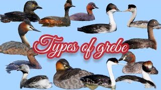 Grebes  Water Birds  types of Grebe birds birddiving birdMama TV [upl. by Nodnarb]