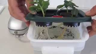 This short video shows you the Eco Flo Micro DWC hydroponics plant cloner in action [upl. by Gerbold]