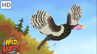 Wild Kratts  Can Turkeys Fly 🦃 Happy Thanksgiving [upl. by Biagio]