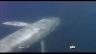 Blue Whale Migration Caught on Tape [upl. by Clywd]