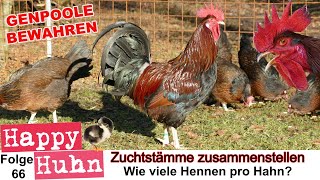 Zuchtstämme zusammenstellen  HAPPY HUHN E 66  Wie viele Hennen brauch ein Hahn  Hühner züchten [upl. by Pace69]