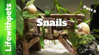 FAQ on Snails Part 2 [upl. by Ahsiekram550]