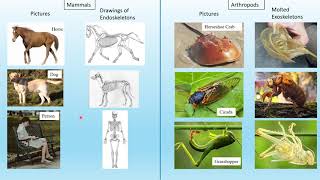 Content Explanation Video Endoskeletons and Exoskeletons [upl. by Seabrook]