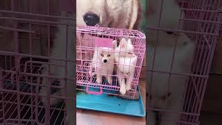 japanesespitz spitz spitzdog spitzlovers whitepuppy lowpricepuppygarddog [upl. by Kuehn964]