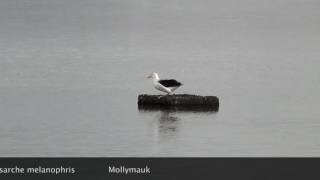 Mollymawk in Sylt [upl. by Yee414]