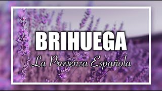 BRIHUEGA  Campos de LAVANDA [upl. by Leopoldeen]