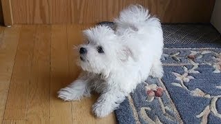 Cute little Maltese puppy dog barking and chewing on rug funny videos things puppies bark animals [upl. by Custer]