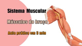 Sistema muscular Músculos do braço  Aula Prática  Anatomia  Anatomia Humana [upl. by Bandler648]