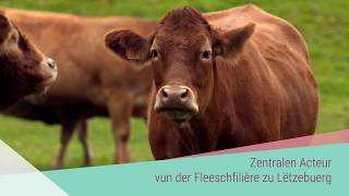 Abattoir Ettelbruck  Présentation 2017 [upl. by Nadine]