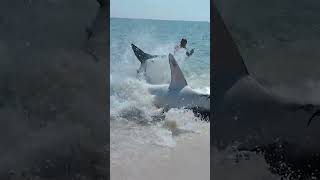 Beachgoers Help Massive Stranded Shark Back Into Water [upl. by Ylirama]