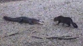 Now Whos The Scaredy Cat  Alligator vs Housecat [upl. by Rasec]