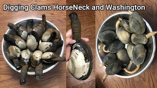 Bodega Bay Digging Clams HorseNeck and Washington clam [upl. by Darsie]