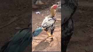 rr roosters atmyoutubeshorts viralvideo birds subscribemychannel [upl. by Evets]