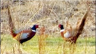 Pheasant vs Pheasant Common pheasant fight [upl. by Yelahc]