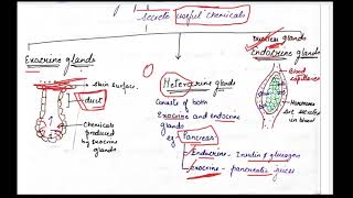 class 10 chemical cordination in animals [upl. by Delamare]