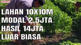 SEKALI PANEN HASILNYA LUAR BIASA KENAPA JARANG YANG TANAM [upl. by Ahsein]