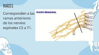 Plexo Braquial [upl. by Mail]