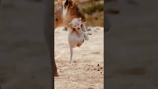 Rare White Lion Cub Spotted with Lioness [upl. by Eilata]