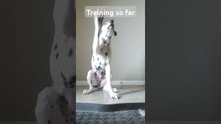 Training so far dalmatian puppy cute funny morganwallen life reels relatable [upl. by Melessa]