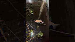 Golden algae eater eating algae From plant stem viralvideo shorts [upl. by Zerlina]