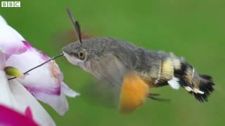 Hummingbird moths colonise UK BBC News [upl. by Gnurt209]