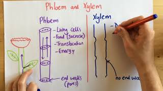 Phloem and Xylem  p49 Foundation p48 [upl. by Corilla737]