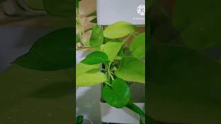 indoorplants gardendesign makeover yputubeshorts yotubevideo plants [upl. by Primaveria]