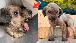 Abandoned dog with broken jaw unable to eat cried while being treated [upl. by Nereids707]