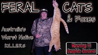 FERAL CATS  AUSTRALIAS WORST NATIVE KILLERS [upl. by Kassia]