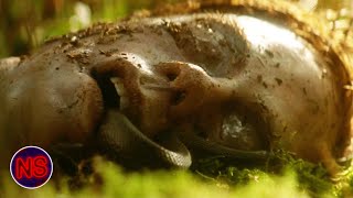 Skull Found In The Woods  Lake Placid  Now Scaring [upl. by Shaya]